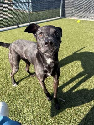 Daisy, Mixed Breed, adult, available for adoption