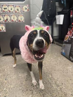 Bubblegum, Mixed Breed, adult, available for adoption