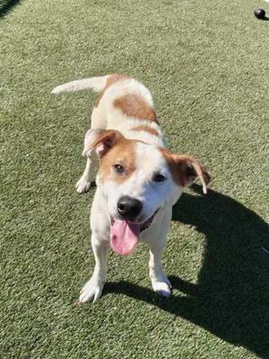 Booker, Mixed Breed, adult, available for adoption