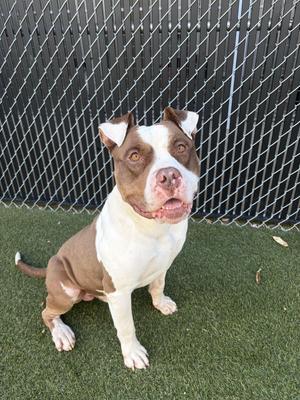 Hawk, Mixed Breed, adult, available for adoption