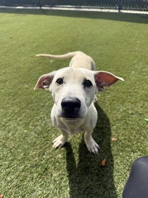 A white dog with floppy ears standing on green artificial grass, looking directly at the camera.