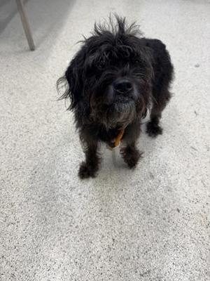 Eclipse, Mixed Breed, adult, available for adoption