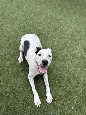 A white dog with black spots lying on green artificial grass, looking up with its mouth open.
