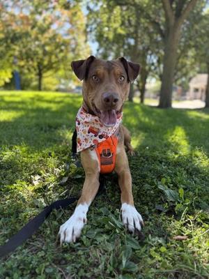 Abe, Mixed Breed, adult, available for adoption