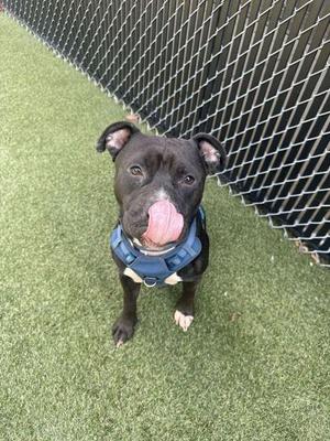A black dog with a blue harness is standing on green artificial grass, sticking its tongue out.