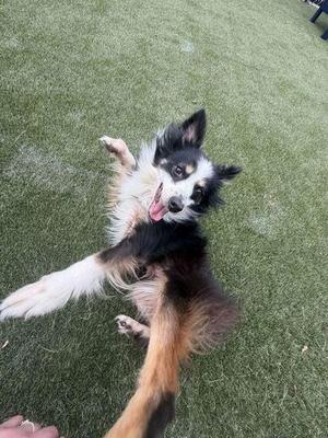 A black, white, and brown dog lying on its back on a grassy field, with its mouth open and tongue out, appearing to be happy and playful.