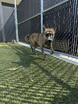 A brown dog running on artificial grass in a fenced enclosure.