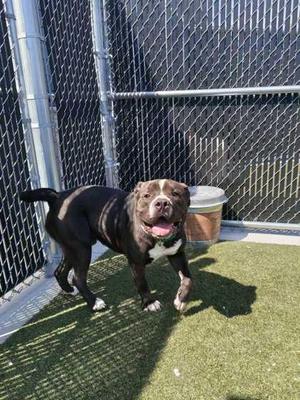 Gibbs, Mixed Breed, adult, available for adoption