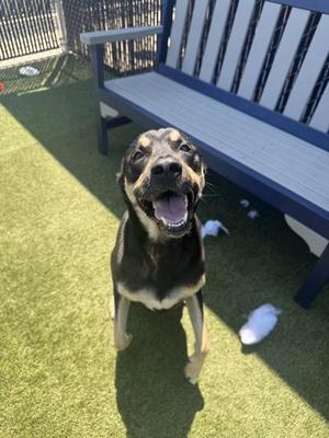 Harley, Mixed Breed, adult, available for adoption