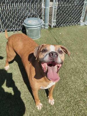Finn, Mixed Breed, adult, available for adoption
