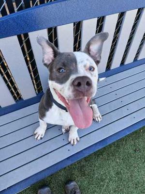 Buzz, Mixed Breed, adult, available for adoption