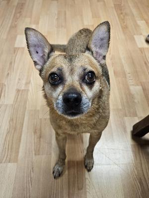 a small brown dog with large ears standing on a wooden floor