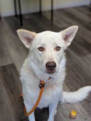 A white dog with brown eyes and a brown nose, wearing an orange leash, sitting on a wooden floor with a yellow ball nearby.