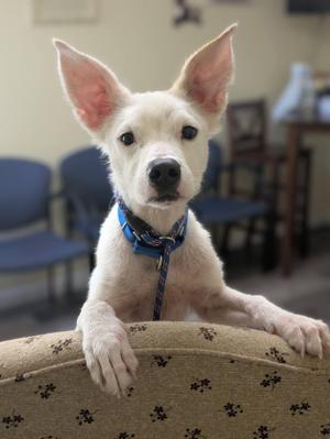 MARSHALL 425, Australian Cattle Dog / Blue Heeler, young, available for adoption