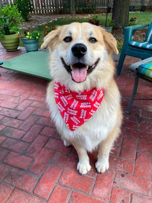 ATLAS 425, Australian Shepherd / Great Pyrenees, adult, available for adoption