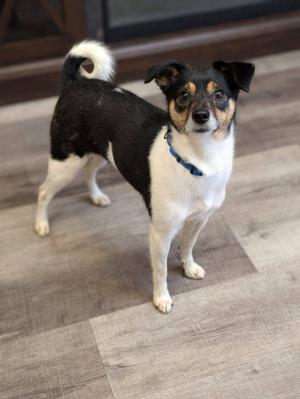 MISCHIEF 425, Chihuahua, young, available for adoption