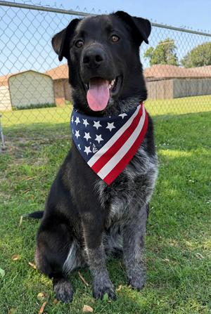 HUTCH 425, Cattle Dog, young, available for adoption