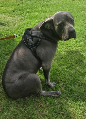 KANE 425, Cane Corso, adult, available for adoption