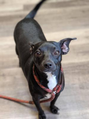 POOKIE 425, Chihuahua, young, available for adoption