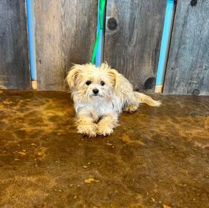 MILEY 425, Terrier, adult, available for adoption