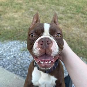 A brown and white dog with a happy expression, being petted on the head by a person's hand.