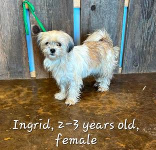 INGRID 425, Terrier, adult, available for adoption