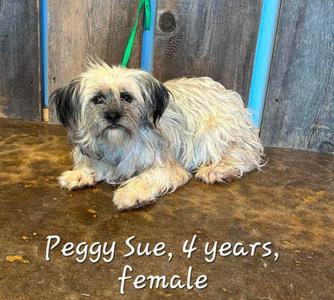 PEGGY SUE 375, Terrier, adult, available for adoption