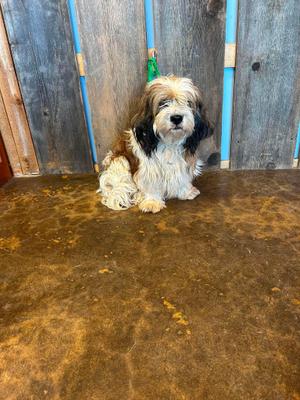 BO JANGLES 375, Lhasa Apso, adult, available for adoption