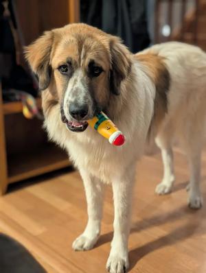 YOSHI 425, Great Pyrenees, young, available for adoption