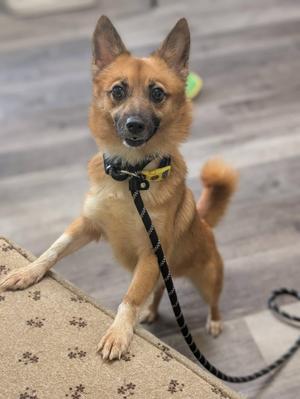 a small brown dog standing on a patterned rug, wearing a black leash