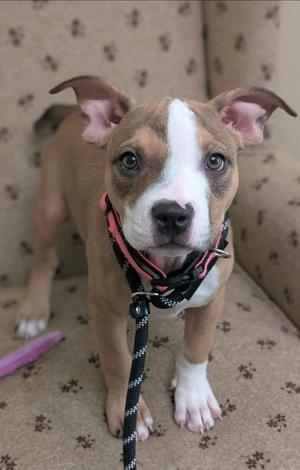 A brown and white puppy with a black and pink collar standing on a patterned carpet.