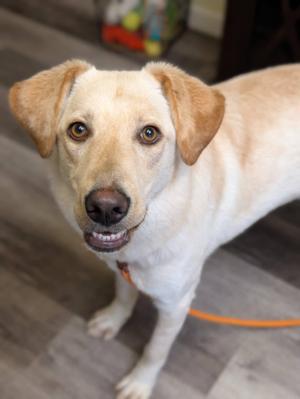 AIBELL 425, Yellow Labrador Retriever, young, available for adoption