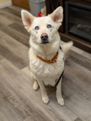 A white dog with blue eyes sitting on a wooden floor, wearing a brown collar.