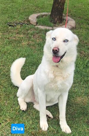 DIVA 375, Husky, adult, available for adoption