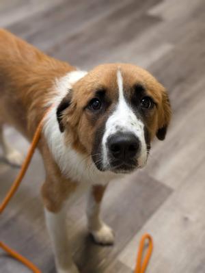 ANCHOR 425, Mixed Breed, adult, available for adoption