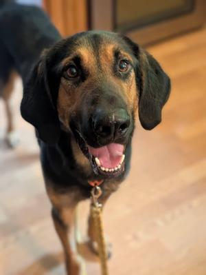 RUGGER 425, Coonhound, adult, available for adoption