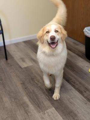 MARIO 425, Great Pyrenees, young, available for adoption