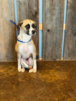 CLEO 425, Anatolian Shepherd, adult, available for adoption