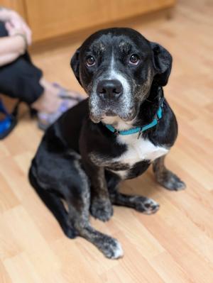 BRANDY 375, Mixed Breed, adult, available for adoption