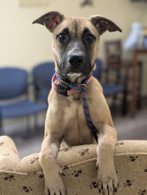 BRIAR 425, Anatolian Shepherd, young, available for adoption