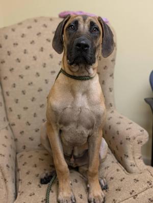 A dog sitting on a patterned armchair