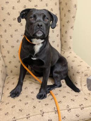 WILLOW 425, Boston Terrier, young, available for adoption
