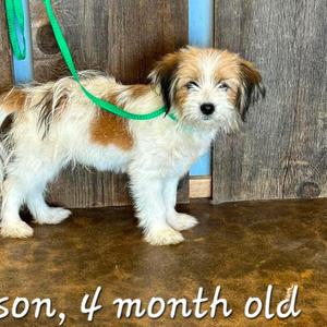 DAWSON 425, Terrier, young, available for adoption