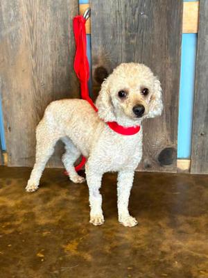 ROMEO 425, Poodle (Toy), adult, available for adoption