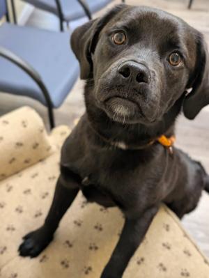 JUNIPER 425, Boston Terrier, young, available for adoption