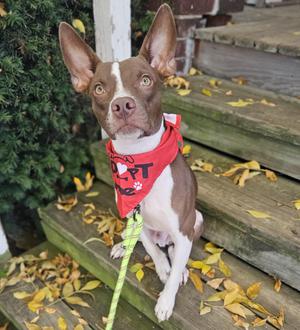 MILLER 425, Mixed Breed, young, available for adoption