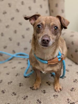A small brown dog with floppy ears wearing a blue leash, sitting on a patterned couch.
