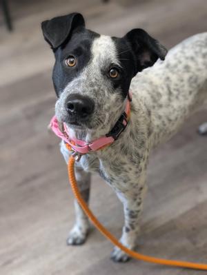 A black and white dog with a pink collar and an orange leash