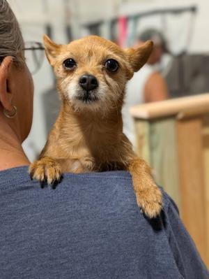 IZZIE 425, Chihuahua, adult, available for adoption