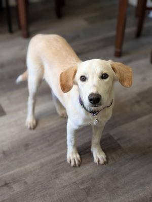 A light-colored dog with floppy ears standing on a wooden floor, looking directly at the camera.